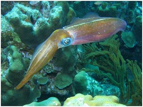 http://commons.wikimedia.org/wiki/File:Reef\_squid.jpg