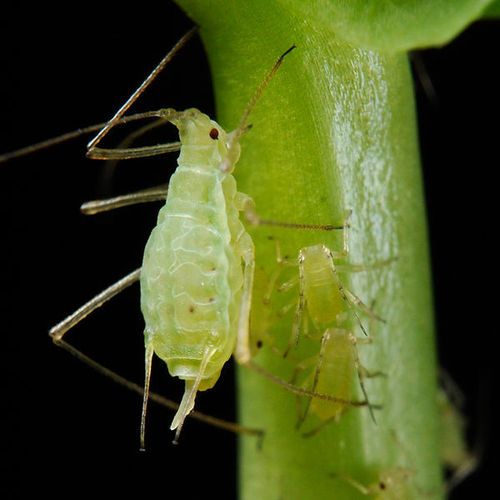 http://en.wikipedia.org/wiki/File:Acyrthosiphon\_pisum\_\%28pea\_aphid\%29-PLoS.jpg